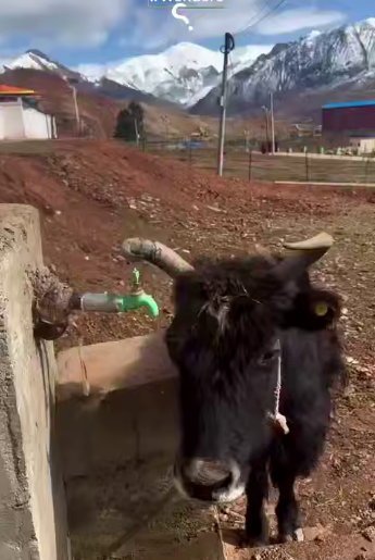 برای گاو بودن زیادی باشعوره!