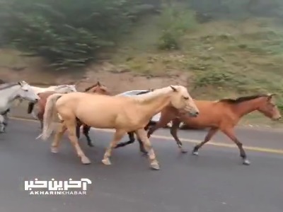 در جاده دیلمان اسب ها را از ییلاق به قشلاق میبرند
