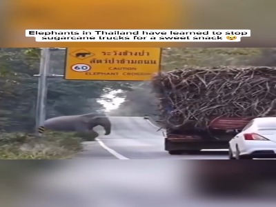 فیل‌ها و استراتژی فرصت‌طلبانه برای غذا در تایلند