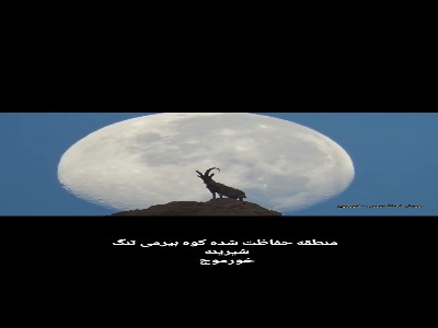 تصویری دیدنی از بز کوهی و ماه در نزدیکی خورموج