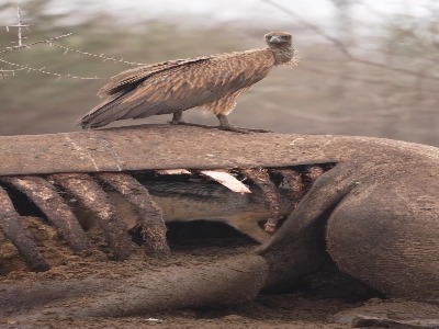 شغال در دل لاشه کرگدن