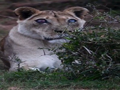 معجزه‌ای در قلب طبیعت؛ شیر ماده نابینا که بیش از پنج سال زنده ماند