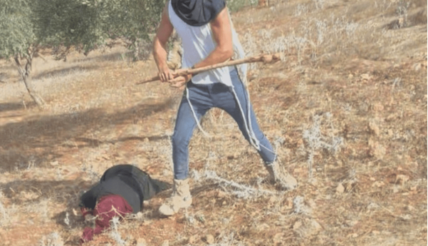 زدن چماق به یک زن فلسطینی به دلیل چیدن زیتون