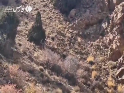 بازیگوشی گلهٔ کل و بزهای وحشی در منطقهٔ پرور