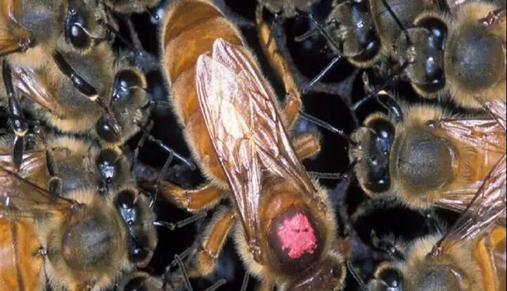 چرا زنبورهای عسل علیه ملکه خود شورش می‌کنند؟