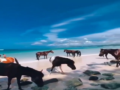 رنگ بدن؛ اثر انگشت خاص اسب ها