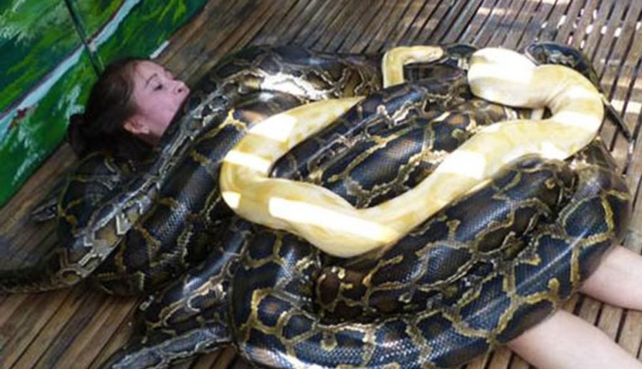 قدرت عجیب مار ۴ مرد را به زمین زد