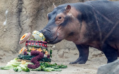 اسب آبی ۱۰۰ کیلو غذا میخورد !!