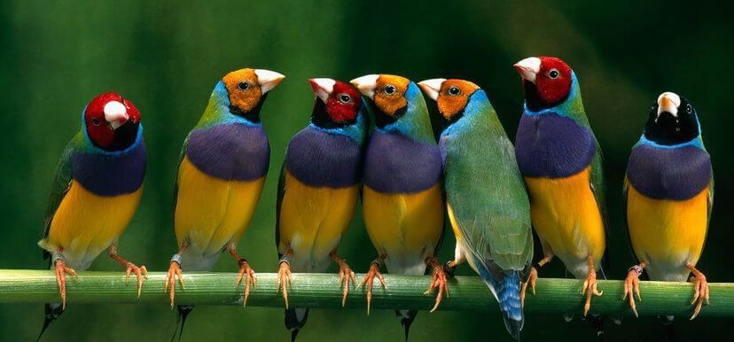 ۱۰ گونه از زیباترین و رنگی ترین فنچ های جهان