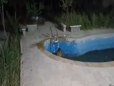 گیر افتادن گراز وحشی در استخر