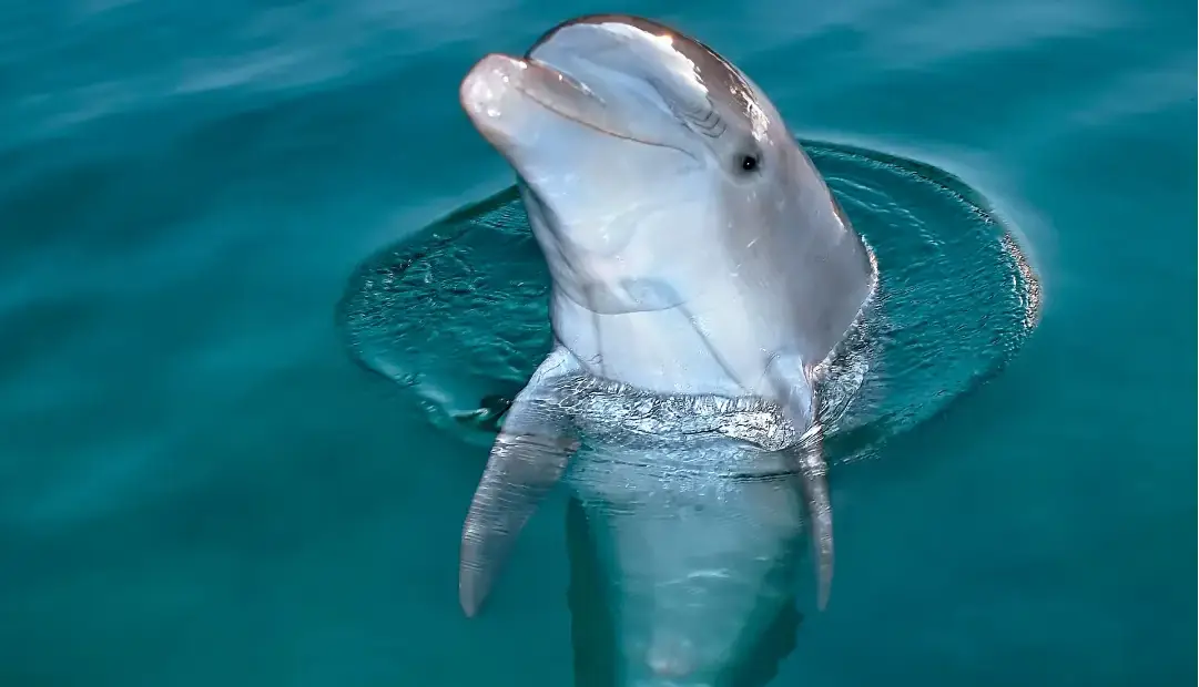 ما انسان‌ها همه‌چیزخوار هستیم؛ اما به یک دلیل هرگز نباید سراغ گوشت دلفین برویم