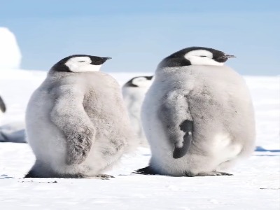 پنگوئن‌ها اینجوری ریلکس می‌کنن!