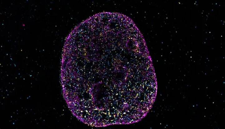 دانشمندان زبان دوم حیات را کشف کردند