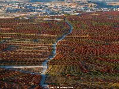 تصاویر هوایی بزرگترین باغ زرشک جهان در خراسان