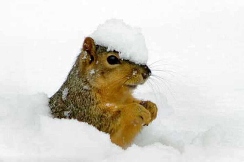 جست و خیز برفی بامزه