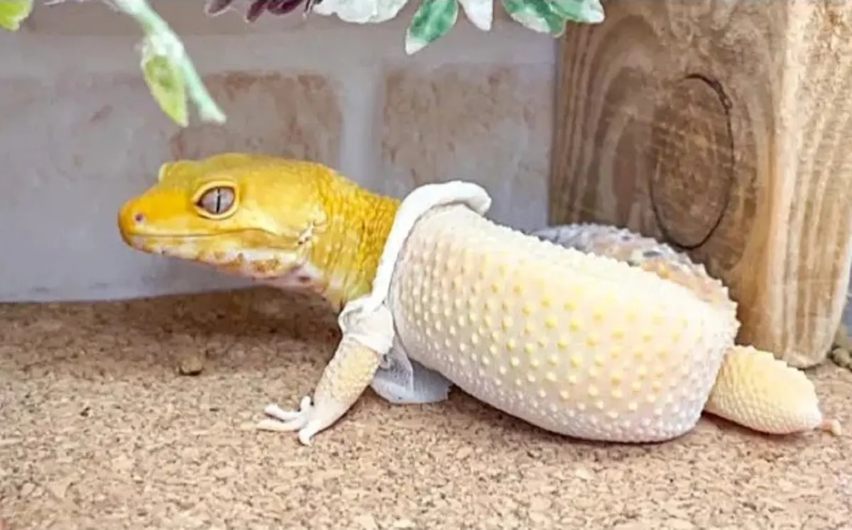 مارمولک در حال پوست‌اندازی