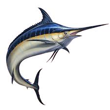 مارلین سیاه؛ از بزرگترین ماهی های استخوانی دنیا