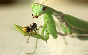 حشره باصدایی شبیه سوت پرنده