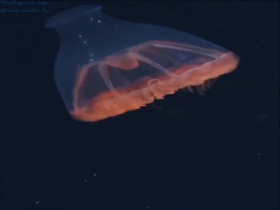 بوترینما بروسی، موجود شفاف ۳ سانتی متری