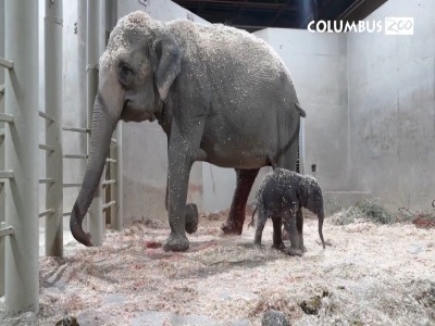 تولد تاریخی دومین بچه فیل آسیایی در باغ‌وحش کلمبوس آمریکا