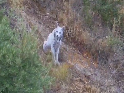 ثبت تصویر نخستین سیاه‌گوش سفید ایبری در جهان