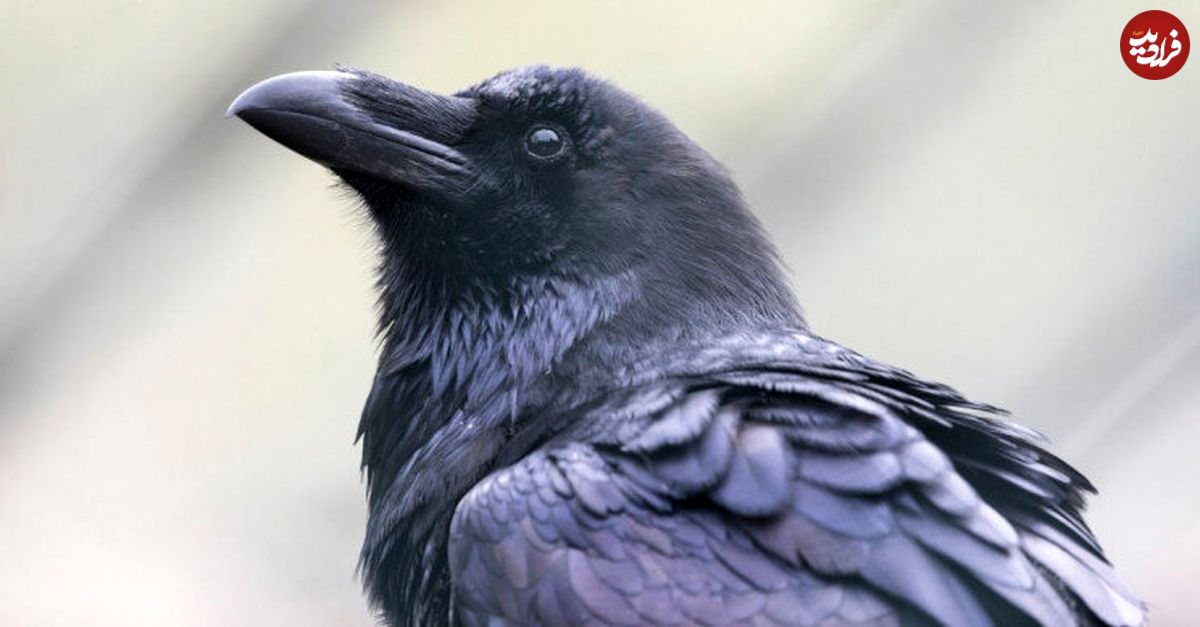 کلاغ با بی‌رحمی یک پرنده را زجرکش کرد