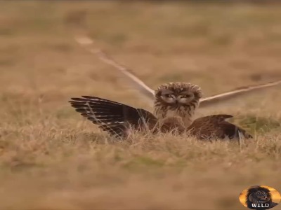 نبرد تماشایی شاهین و جغد در آسمان