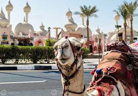 شتر سرگردان در خط مقدم جنگ اوکراین