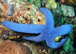 با ستاره لینککیا آشنا شوید!