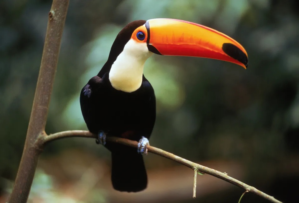 ایران پرسمان