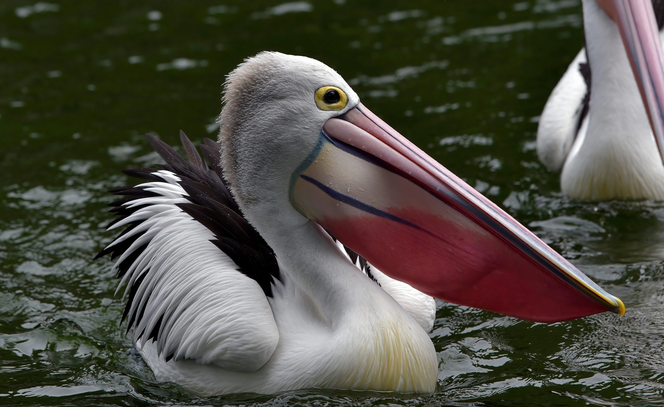 ایران پرسمان