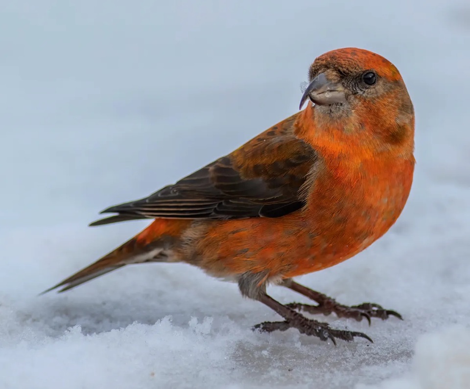 ایران پرسمان