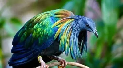 ده گونه کبوتر زیبا در طبیعت