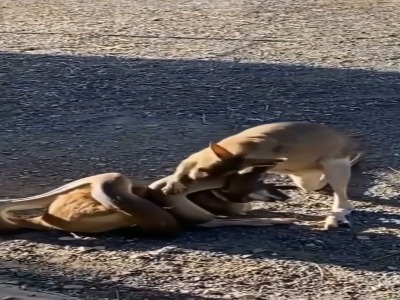 تلاش کانگورو برای نجات دادن هم نوعش از دست مار