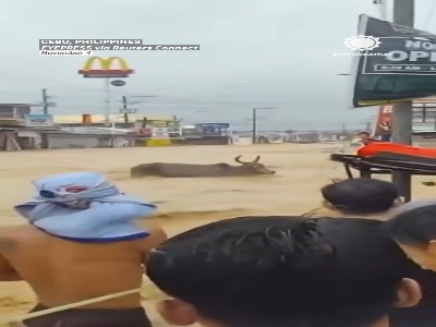 نجات گاو و مشاهده مار پیتون در سیل ویرانگر فیلیپین