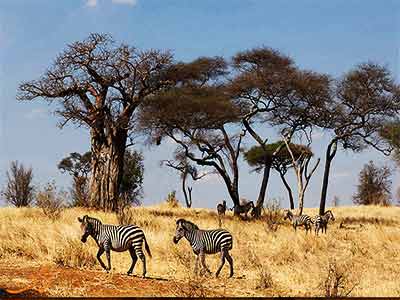 سافاری پارک ملی سرنگتی تانزانیا