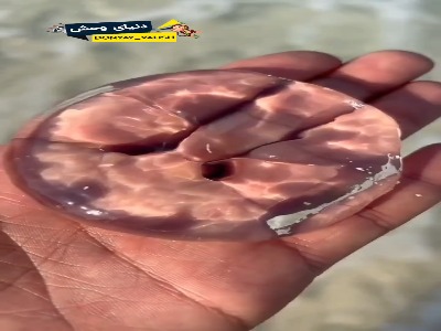 عروس دریایی شفاف که نه قلب داره نه مغز !