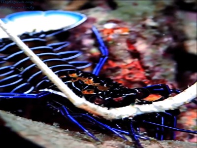 خرچنگ خاردار چند رنگ در صخره های استوایی