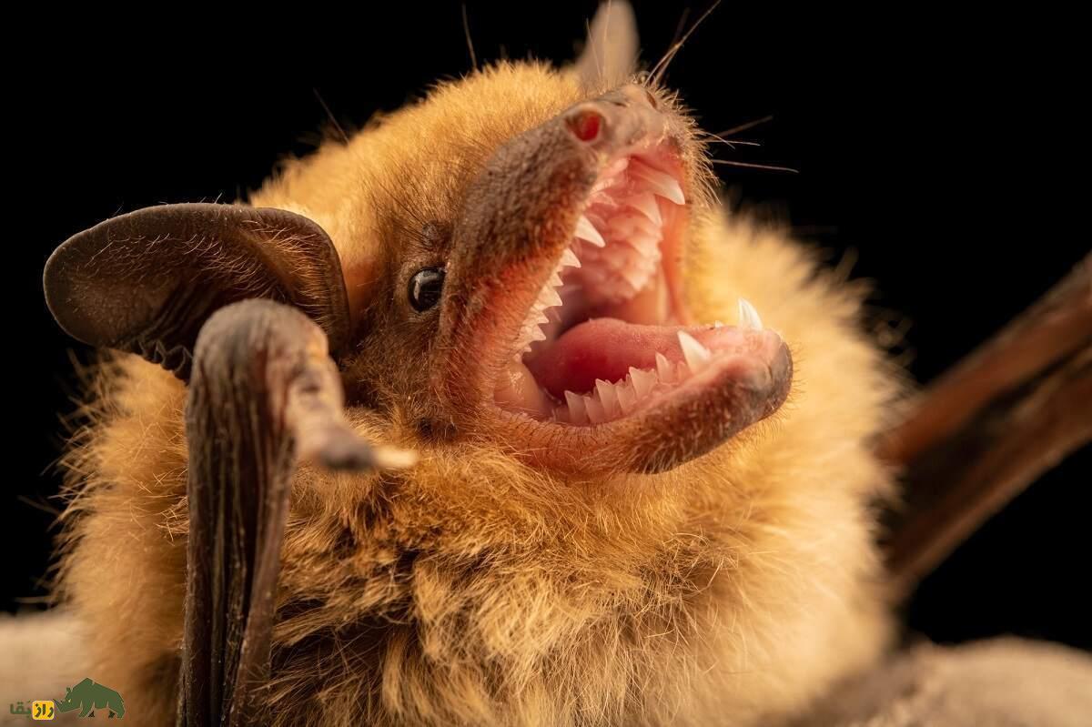 خفاش قهوه ای کوچک با امواج فراصوت