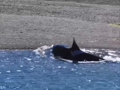 شکار فوک توسط نهنگ قاتل در نزدیکی ساحل