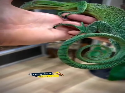 دم دفاعی مارمولک واران‌