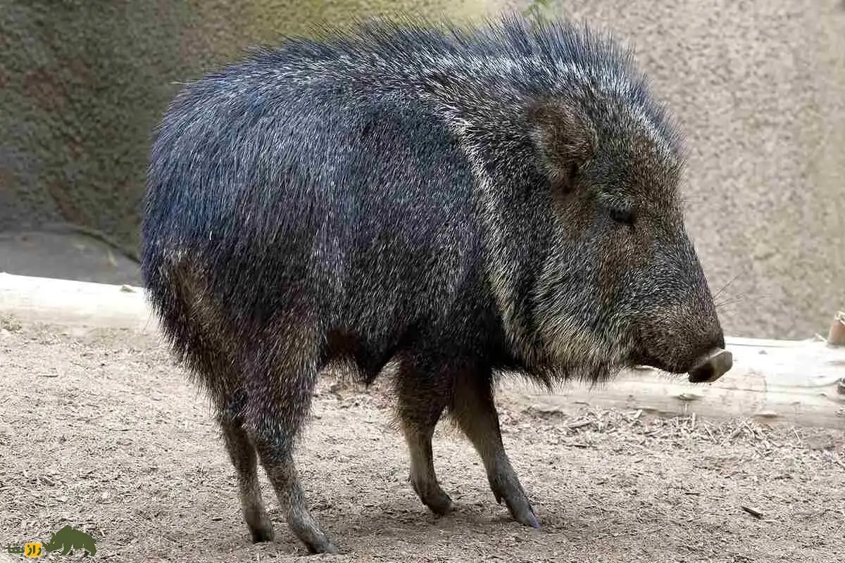 ایران پرسمان