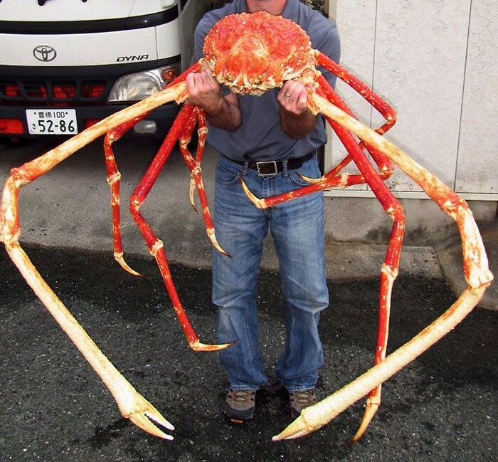 خرچنگ عنکبوتی ژاپنی؛ بزرگترین بندپای روی کره زمین