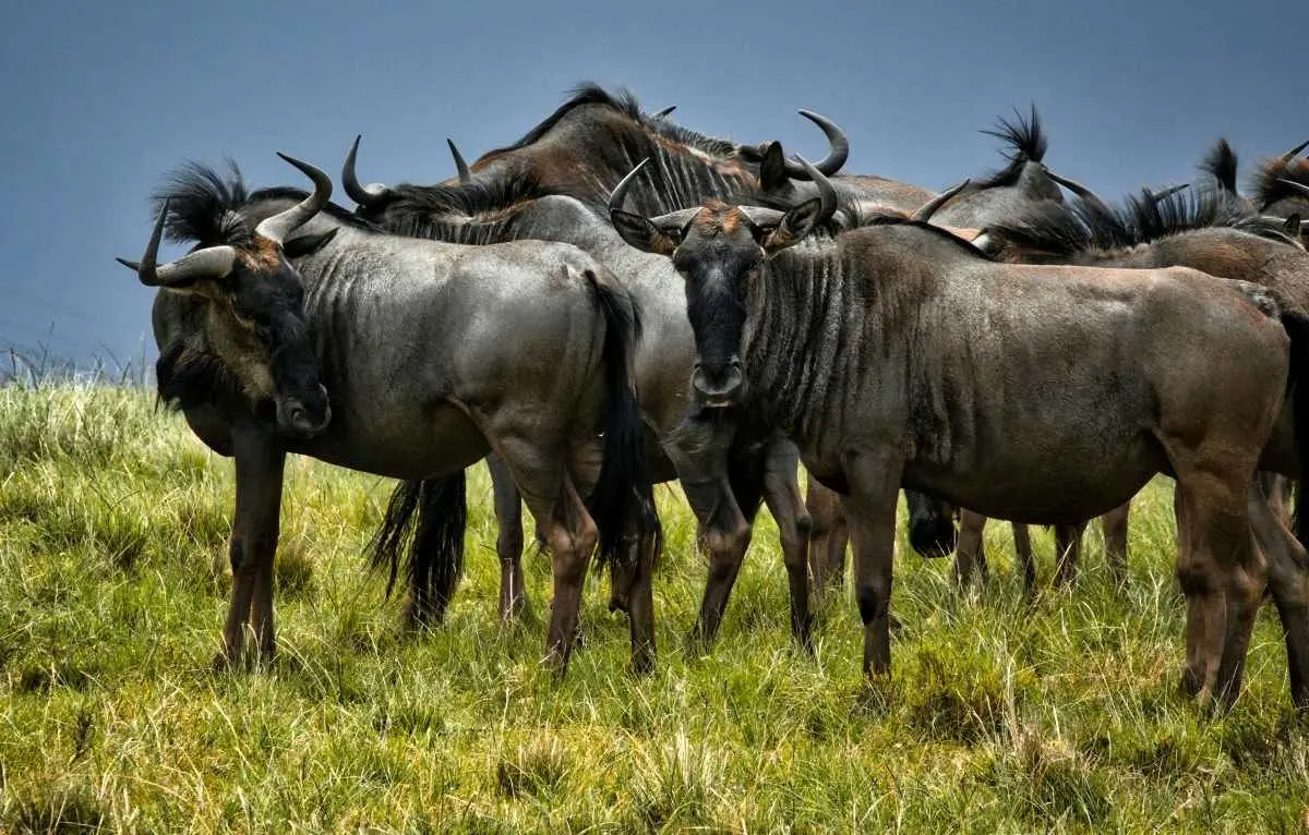 گوزن یالدار؛ مهاجرت بزرگ، با حرکت دایره‌وار