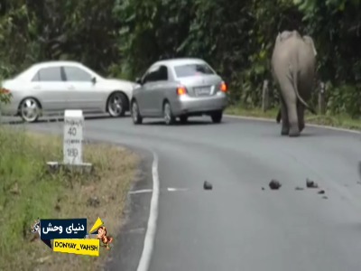 حمله فیل به اتوموبیلهای داخل جاده پارک