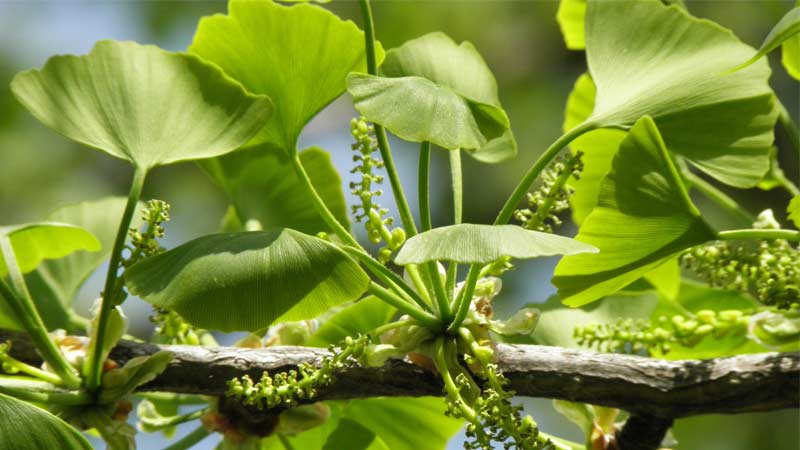 درخت گینکو بیلوبا جوان کننده مغز