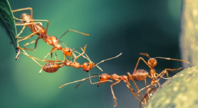 ۱۰ گونه از زیباترین و رنگارنگ ترین مورچه های جهان