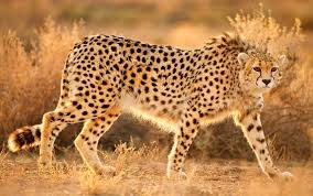 مشاهده دو یوز آسیایی در خراسان رضوی