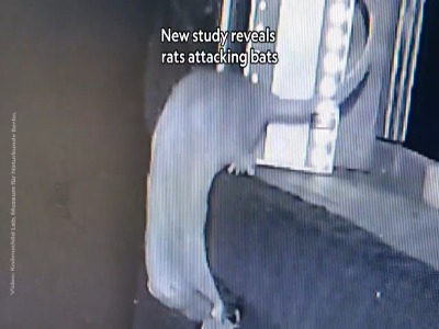 موشی که روی هوا خفاش شکار کرد !