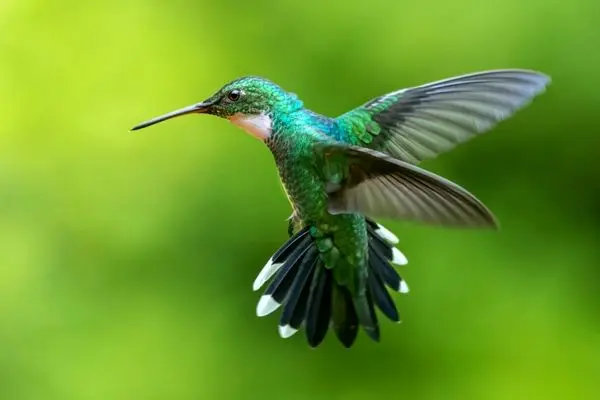 ترفند جالب برای آزادی مرغ مگس‌خوار گرفتار در خانه